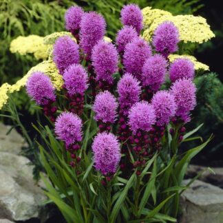 Liatris Spicata Kobold - Gay Feather