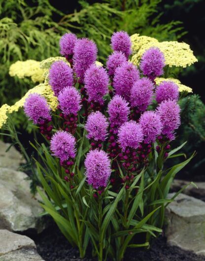 Liatris Spicata Kobold - Gay Feather