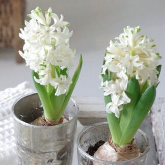 White Hyacinth