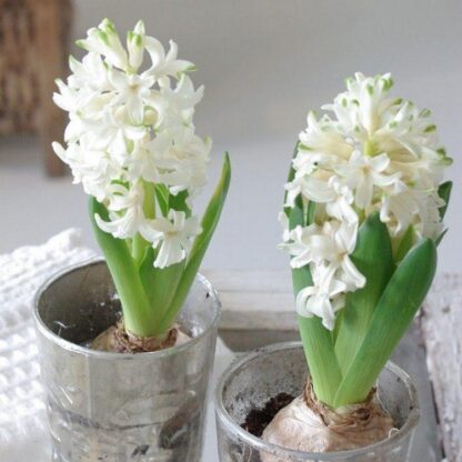 White Hyacinth