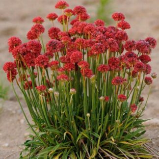 Armeria Pseudarmeria Ballerina Red - Large Flowered Thrift