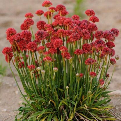 Armeria Pseudarmeria Ballerina Red - Large Flowered Thrift
