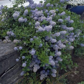 Ceanothus Thyrsiflorus Repens - Californian Lilac - Pack of Three Plants