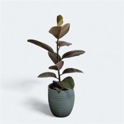 Ficus Camouflage