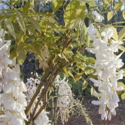Wisteria Sinensis Alba - White - Large Specimen Plant - Circa 5-6ft