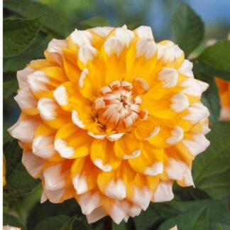 Dahlia Seattle
