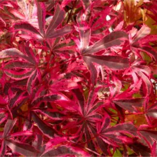 Acer Palmatum Pink Passion - Striking Large Japanese Maple
