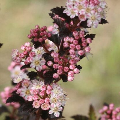 Physocarpus Opulifolius Tiny Wine - Ninebark