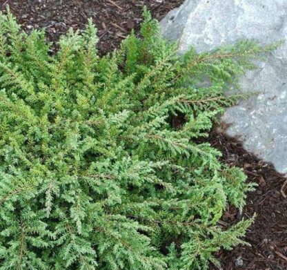 Juniperus Communis Repanda 'Green Carpet'