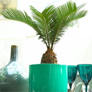 Baby Cycad - Cycas Revoluta - King Sago Palm Tree - Ideal For Windowsill