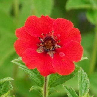 Potentilla Atrosanguinea