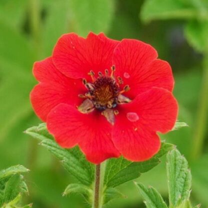 Potentilla Atrosanguinea