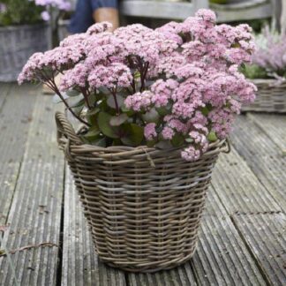 Sedum Matrona