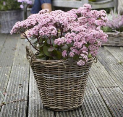 Sedum Matrona