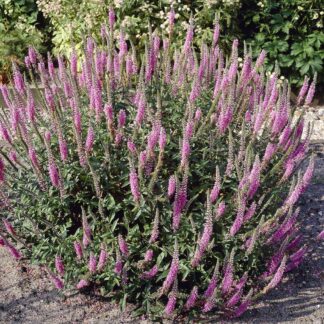 Veronica Spicata Pink Damask - Speedwell