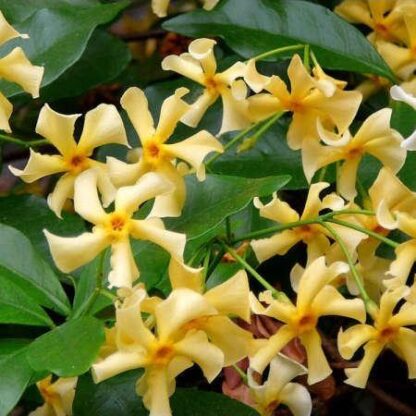Trachelospermum Jasminoides Star of Toscane - Star Jasmin - Rhyncospermum- Large Climber Specimen Circa 180-200cms