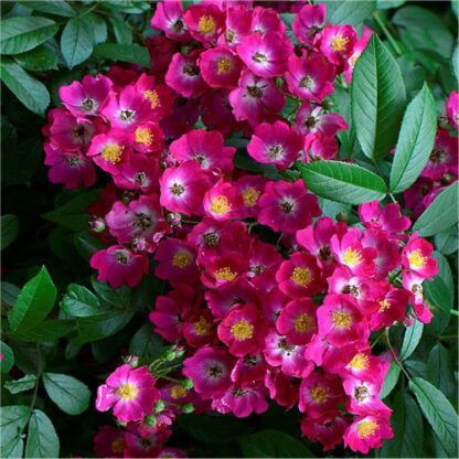 Rose Marjorie Fair - Shrub Rose