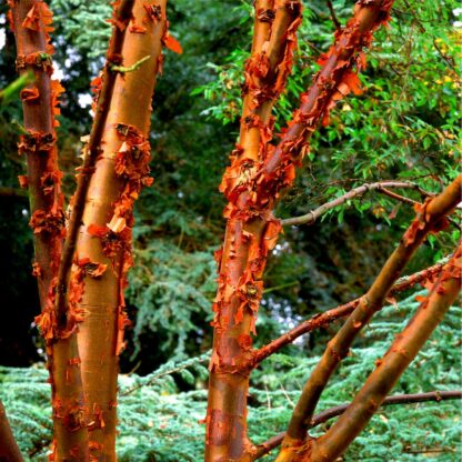 Acer Griseum - Paperbark Maple - Large Specimen