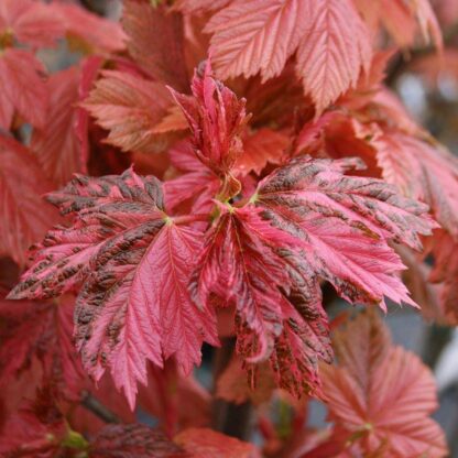 Acer Pseudoplatanus Simon-Louis Freres - Variegated Sycamore Tree - Circa 120-140cm