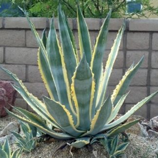Agave Americana Variegata - American Aloe - Century Plant - Large Specimen