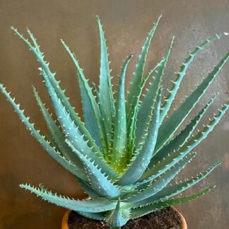 Aloe Arborescens - Candelabra Torch Aloe