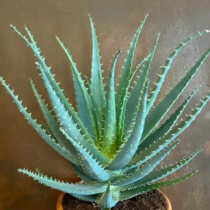 Aloe Arborescens - Candelabra Torch Aloe