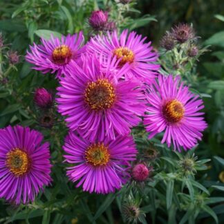 Aster Novae-Angliae 'Barr's Pink'