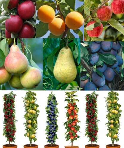 Grow Your Own Fruit Trees - The Autumn Abundance Orchard Bundle - Five Different Trees