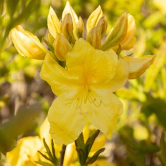 Azalea Mollis Anneke - Knaphill Rhododendron