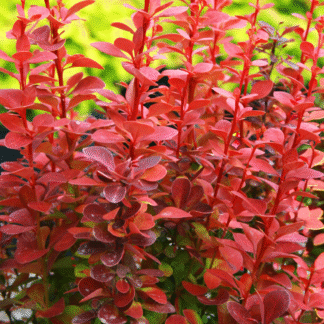 Berberis Thunbergii Orange Ice