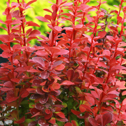 Berberis Thunbergii Orange Ice