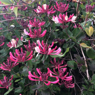 Lonicera Japonica 'Dart's World' Honeysuckle - Large 6-7ft Specimen Plant