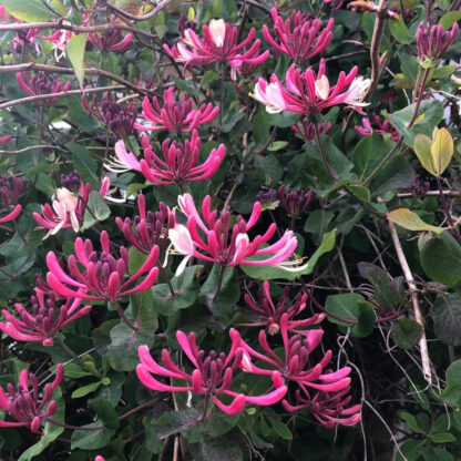 Lonicera Japonica 'Dart's World' Honeysuckle - Large 6-7ft Specimen Plant