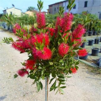 Patio Standard Callistemon Tree - Red Australian Bottle Brush Tree