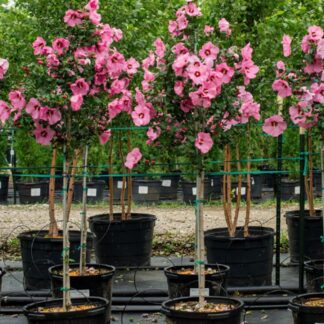 Pair of 'Candy Pink' Hibiscus Trees