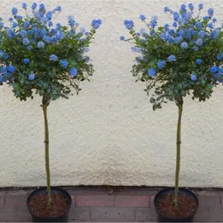 Pair of Evergreen Californian Lilac Trees - Patio Tree Ceanothus Victoria