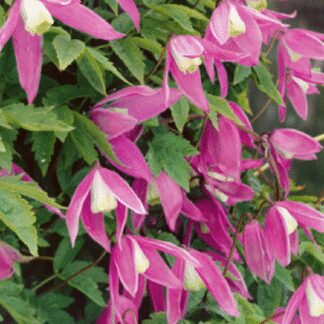 Clematis Columella - Spring Flowering Clematis