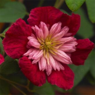 Clematis Viticella Avant Garde - Summer Flowering Clematis