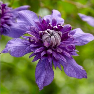 Clematis Florida 'Kokonoe'