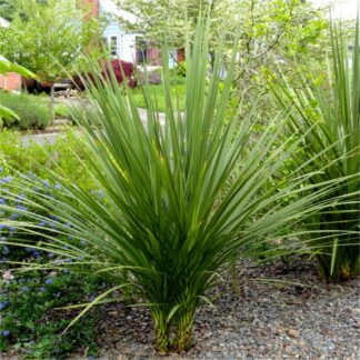 Multi Stem Cordyline Australis Verde Circa 100-120cm Tall Specimen