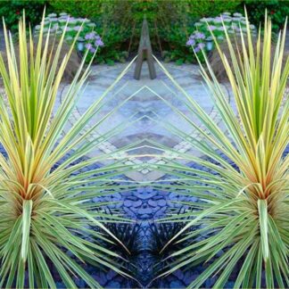 Cordyline Torbay Dazzler - Exotic Variegated Palm - Pack of Two