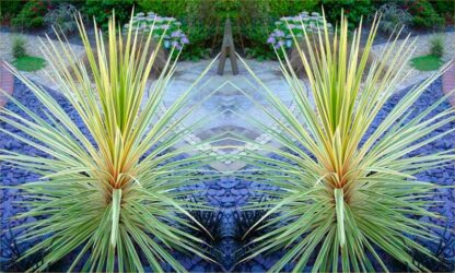 Cordyline Torbay Dazzler - Exotic Variegated Palm - Pack of Two