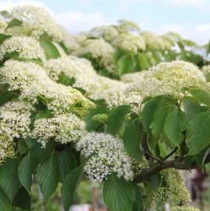 Cornus Controversa - Wedding Cake Pagoda Tree - Circa 120-140cm