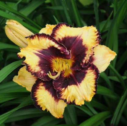 Hemerocallis 'Open My Eyes'