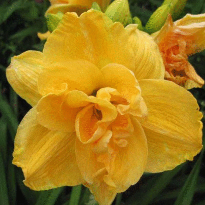 Hemerocallis 'Patricia'