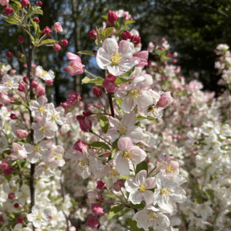 Malus Evereste - Crabapple - Circa 130-150cm Tree