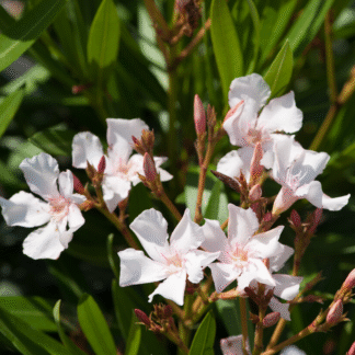 Nerium Oleander Tree -  White  'Soeur Agnes' - Patio Standard