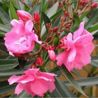Nerium Oleander Tree - Amazing Hardy Exotic Mediterranean Oleander - Perfect For Your Patio - Pink 'Magaly'