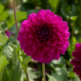 Dahlia Randy Crawford