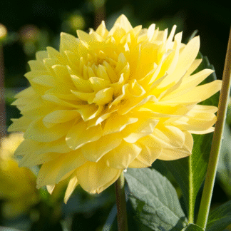 Dahlia American Sun